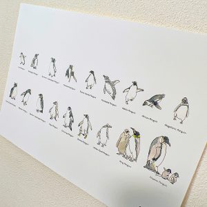 ペンギン全種類背の順ポスター