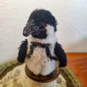 フンボルトペンギン